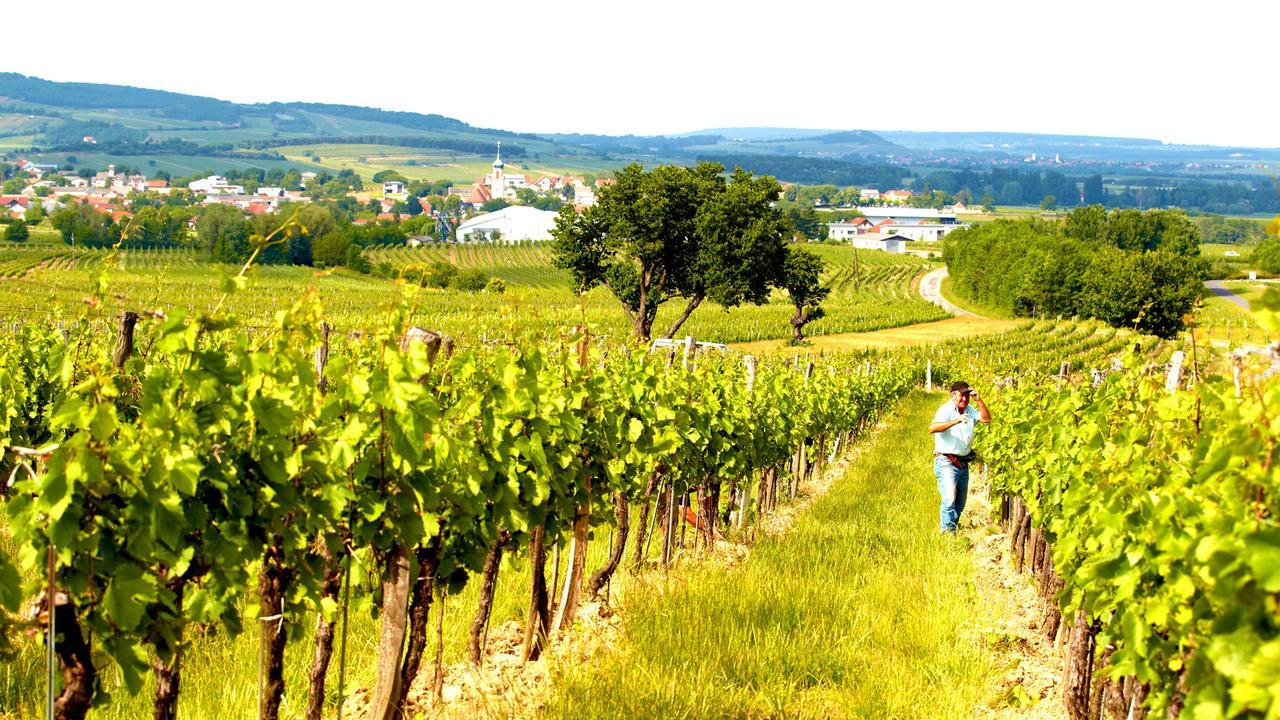 Homestay Iby-lehrner Wein-gut Und Wein-traeumerei *